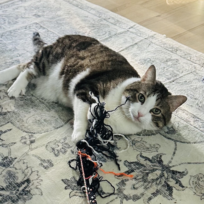 Meow There Meet Your Purrr-Fect Sitter