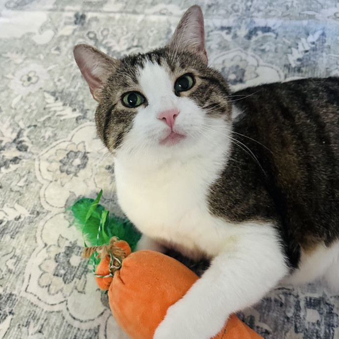 Meow There Meet Your Purrr-Fect Sitter