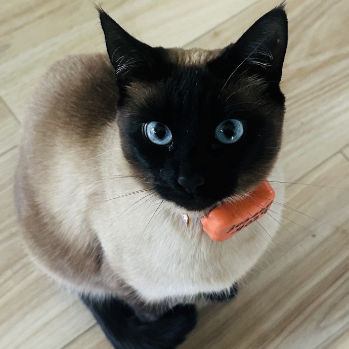 Meow There Meet Your Purrr-Fect Sitter