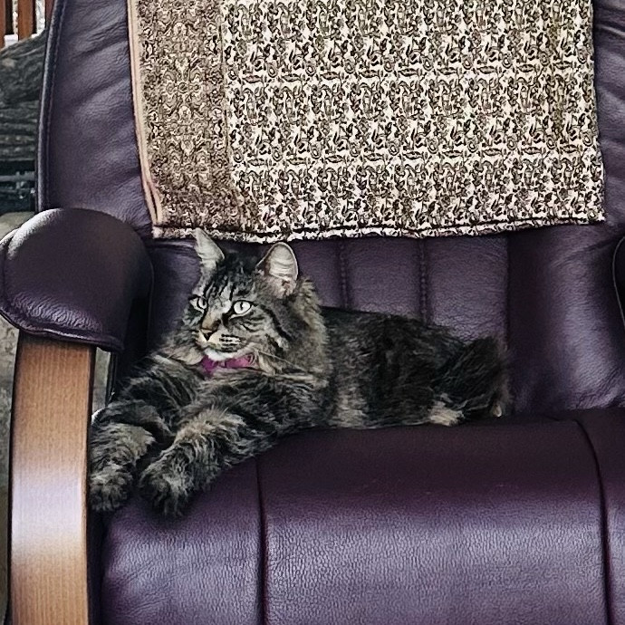 Meow There Meet Your Purrr-Fect Sitter