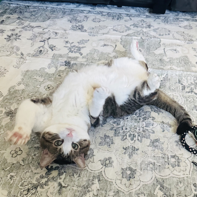 Meow There Meet Your Purrr-Fect Sitter