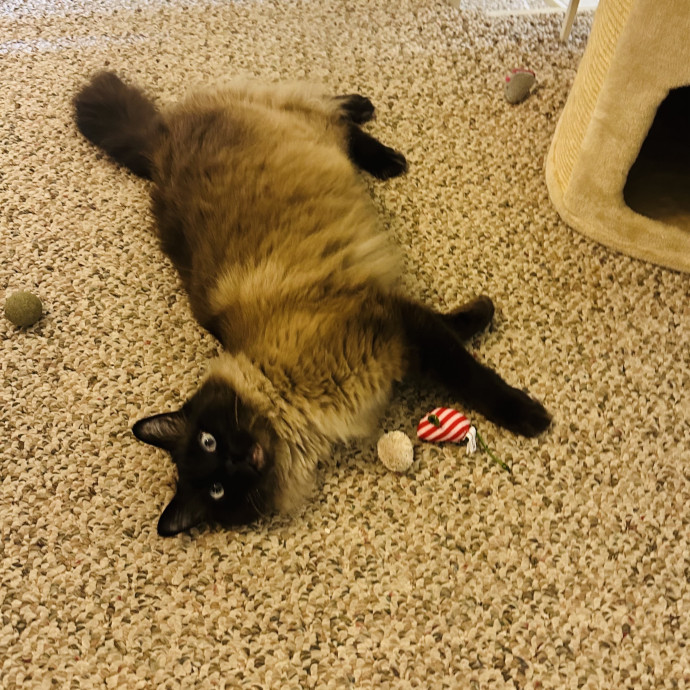 Meow There Meet Your Purrr-Fect Sitter