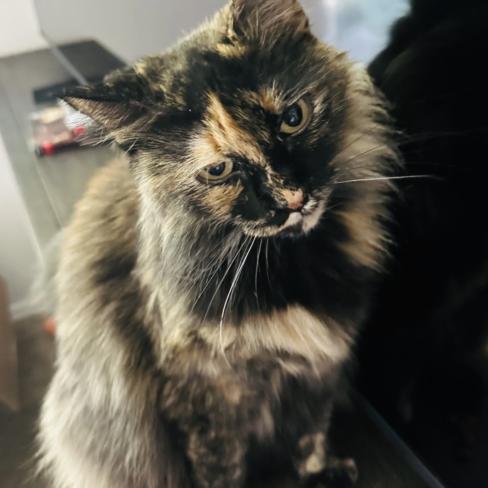 Meow There Meet Your Purrr-Fect Sitter
