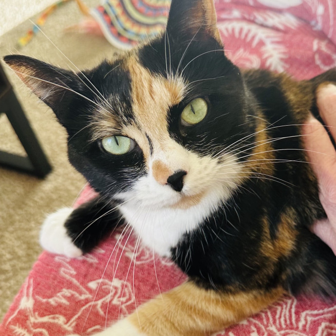Meow There Meet Your Purrr-Fect Sitter
