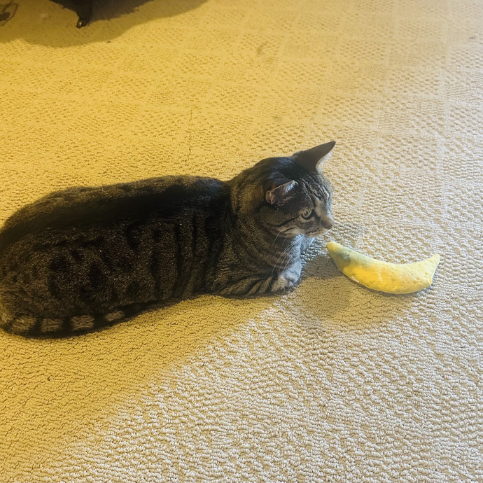 Meow There Meet Your Purrr-Fect Sitter