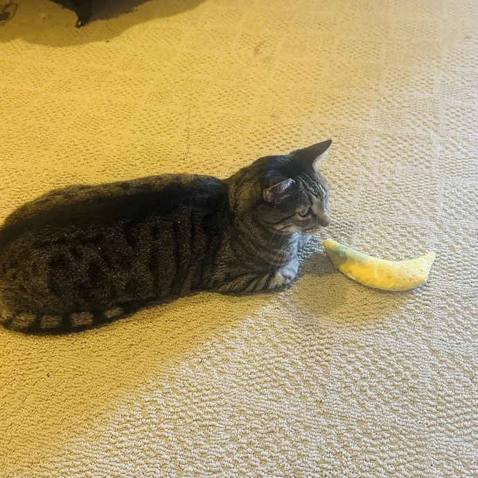 Meow There Meet Your Purrr-Fect Sitter