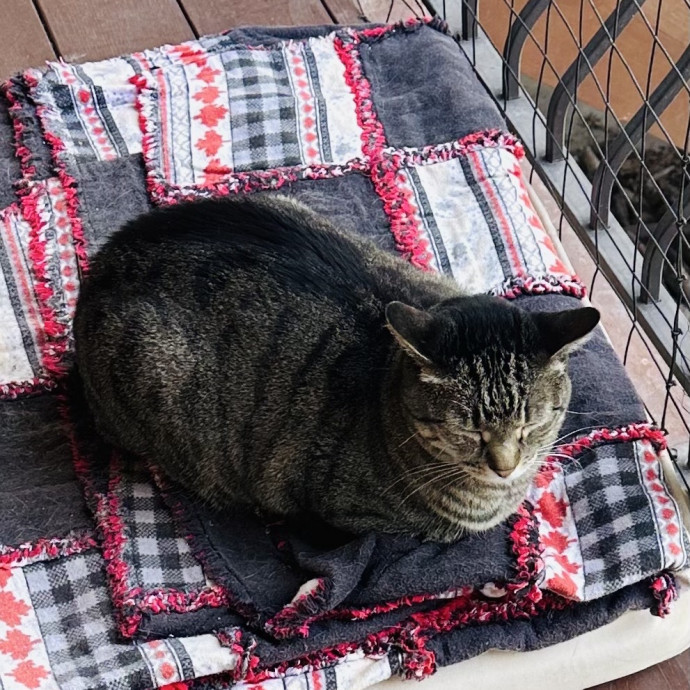 Meow There Meet Your Purrr-Fect Sitter