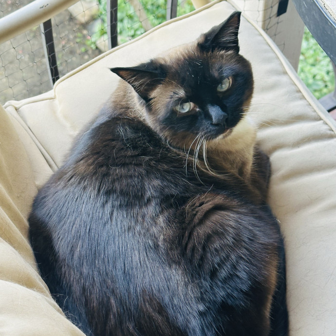 Meow There Meet Your Purrr-Fect Sitter