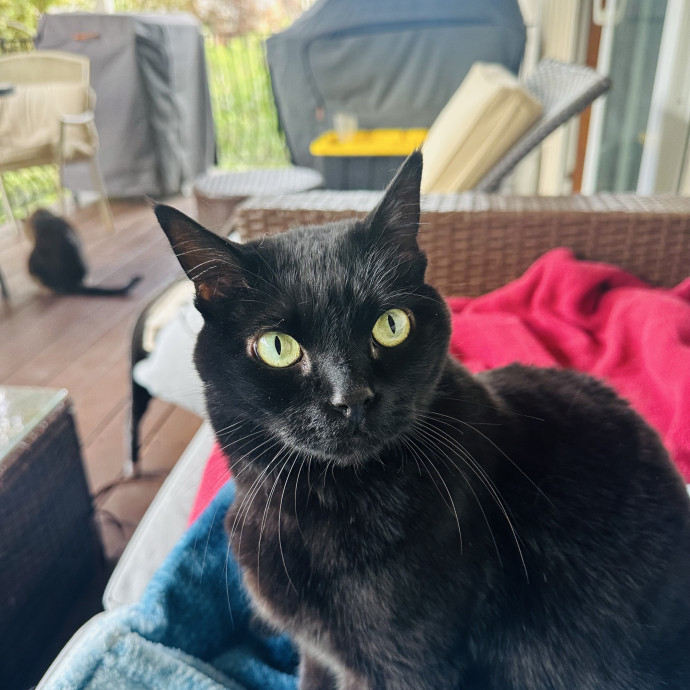 Meow There Meet Your Purrr-Fect Sitter