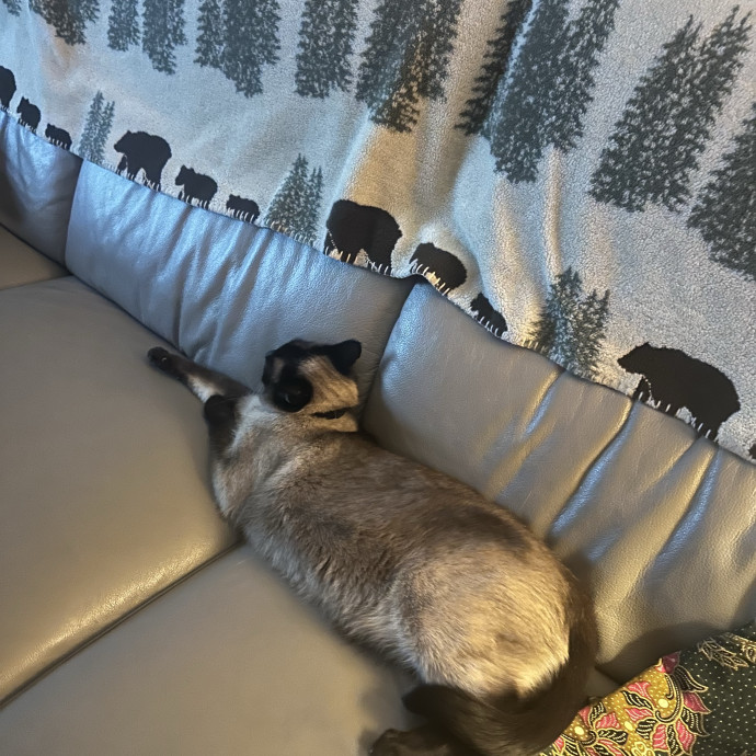 Meow There Meet Your Purrr-Fect Sitter