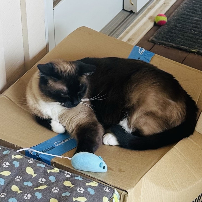 Meow There Meet Your Purrr-Fect Sitter