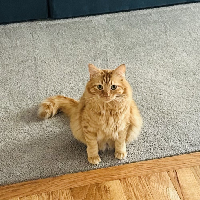 Meow There Meet Your Purrr-Fect Sitter