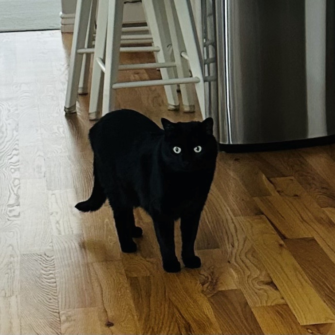Meow There Meet Your Purrr-Fect Sitter