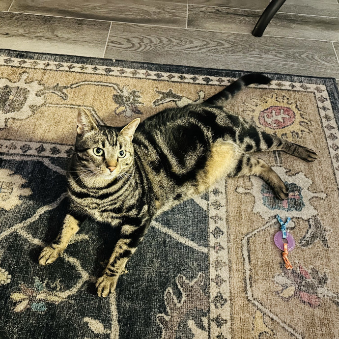 Meow There Meet Your Purrr-Fect Sitter