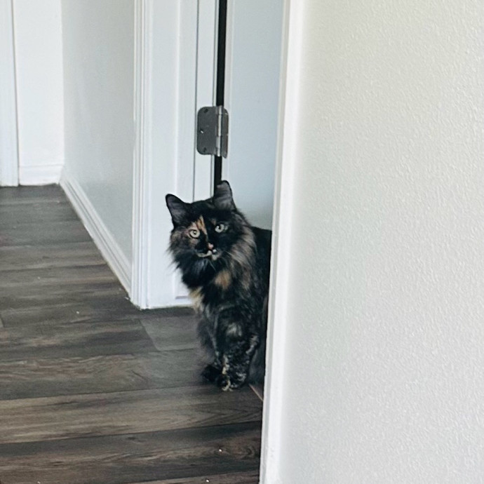 Meow There Meet Your Purrr-Fect Sitter