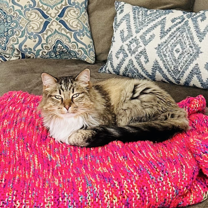 Meow There Meet Your Purrr-Fect Sitter
