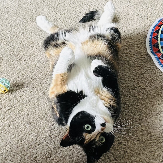 Meow There Meet Your Purrr-Fect Sitter