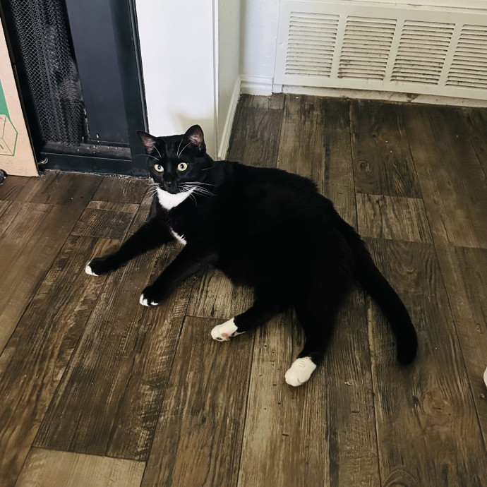 Meow There Meet Your Purrr-Fect Sitter photo 3