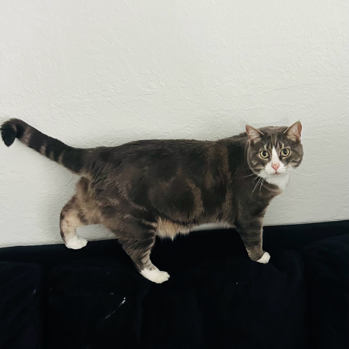 Meow There Meet Your Purrr-Fect Sitter photo 2