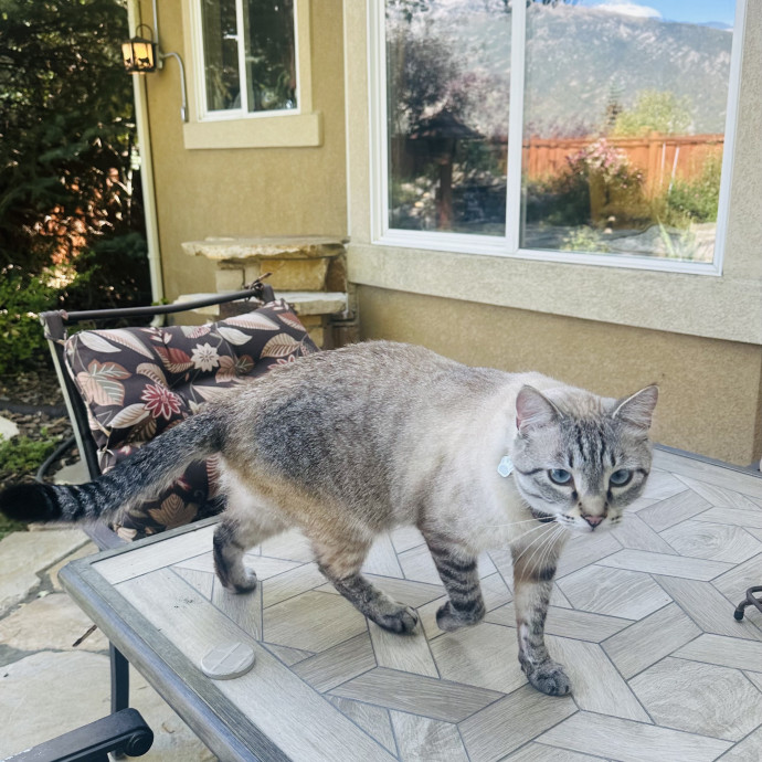 Meow There Meet Your Purrr-Fect Sitter