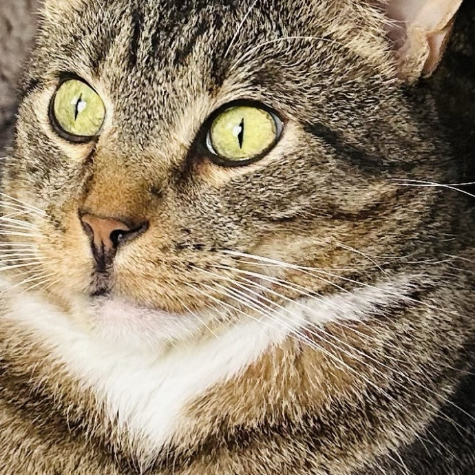 Meow There Meet Your Purrr-Fect Sitter photo 3