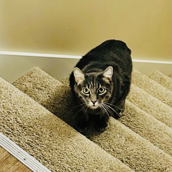 Meow There Meet Your Purrr-Fect Sitter photo 2