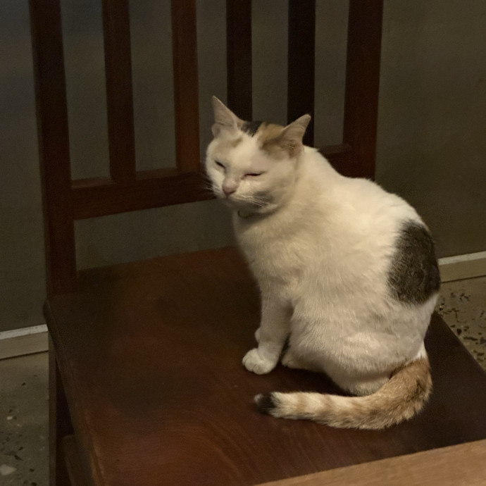 Andrew's Awesome Cat Sitting