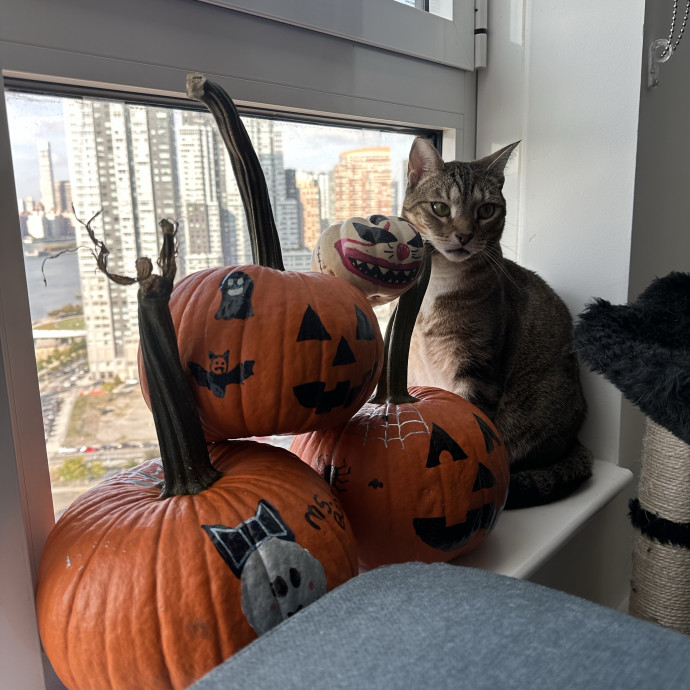 Andrew's Awesome Cat Sitting
