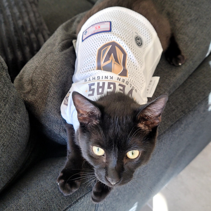 Meowdy Bri's Kitty Sitting