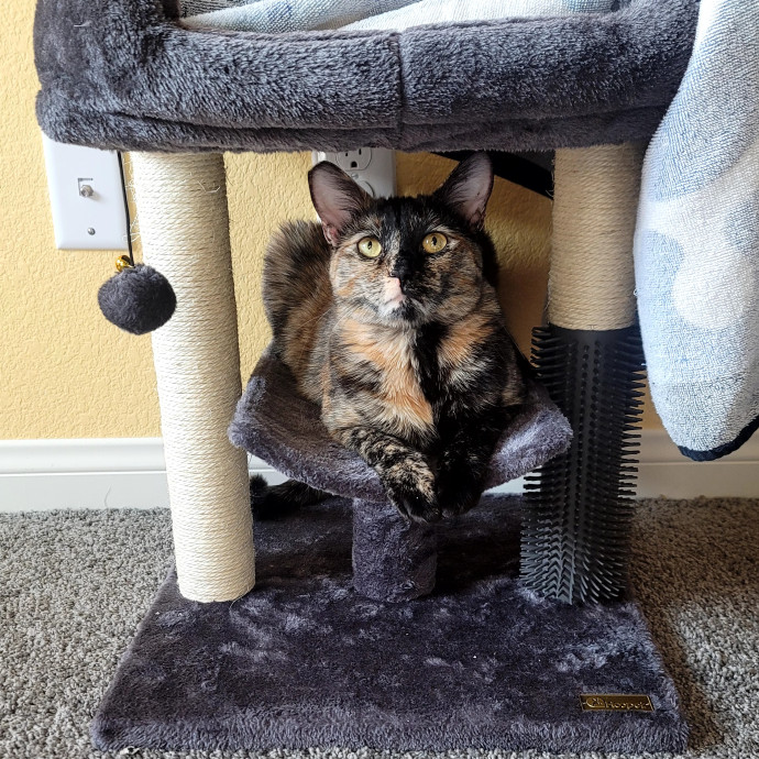 Meowdy Bri's Kitty Sitting