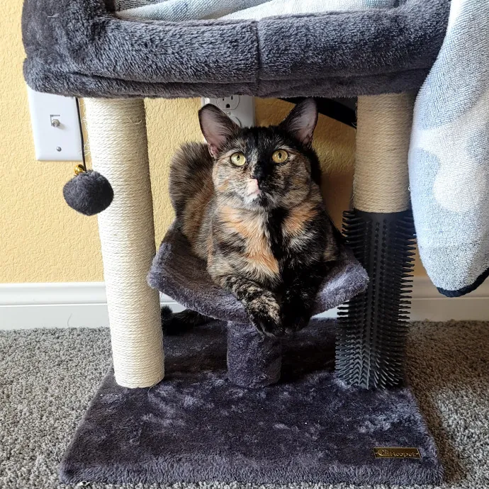 Meowdy Bri's Kitty Sitting