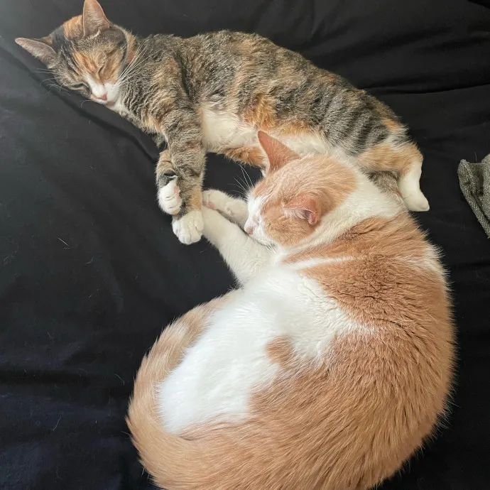 No Better Time Than Meow