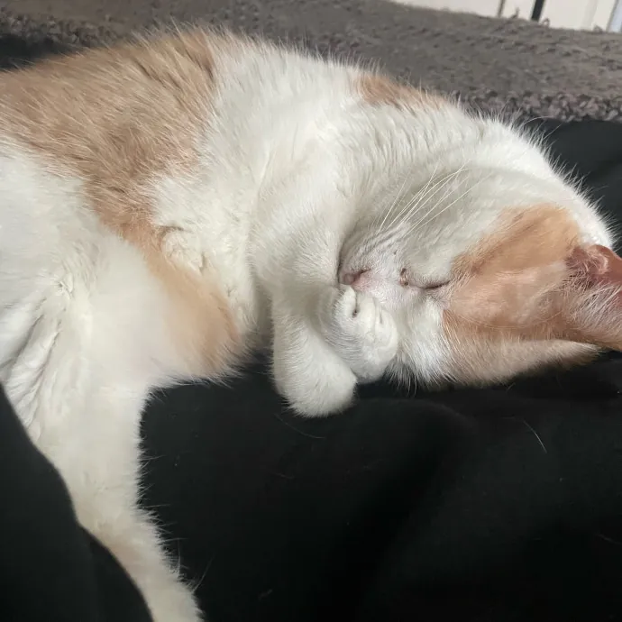 No Better Time Than Meow