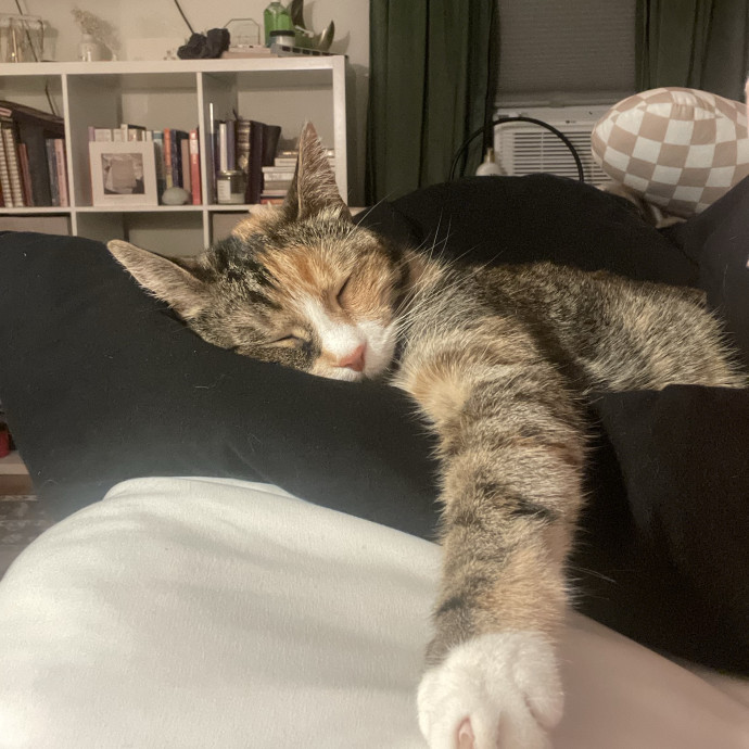 No Better Time Than Meow
