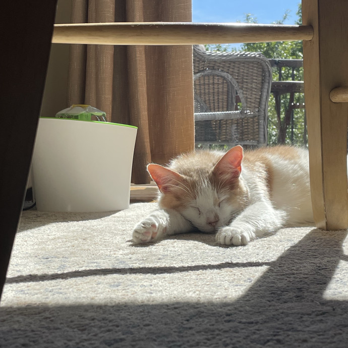 No Better Time Than Meow