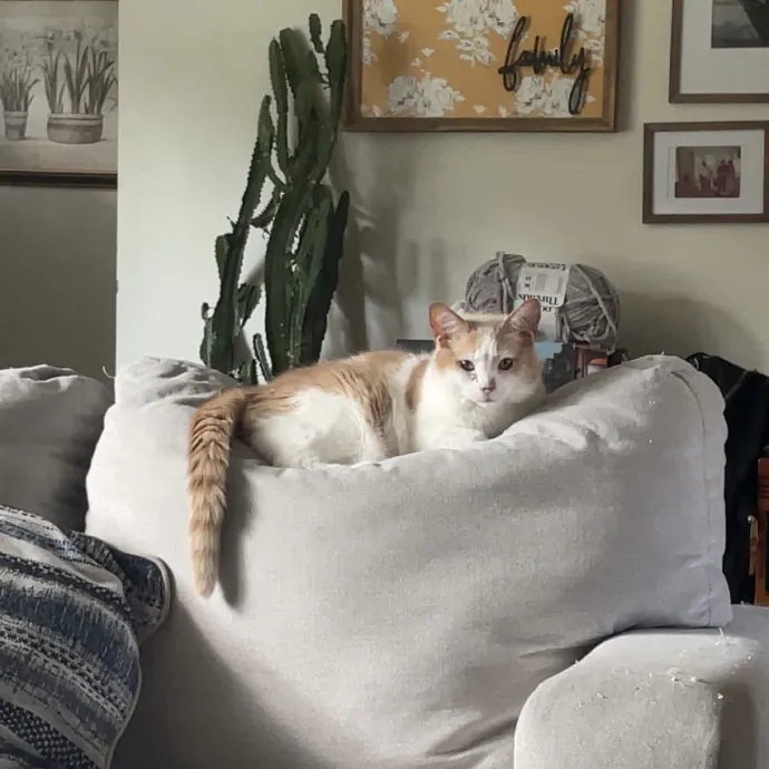 No Better Time Than Meow photo 2