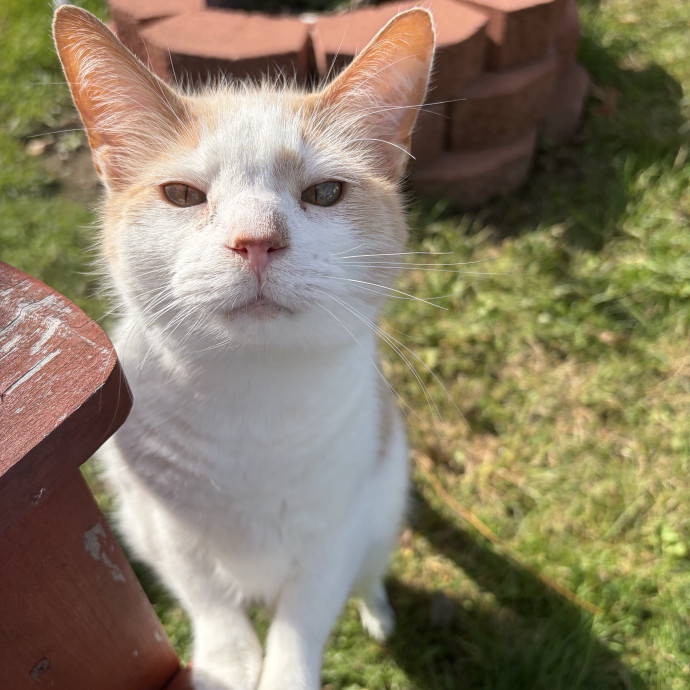 No Better Time Than Meow photo 2