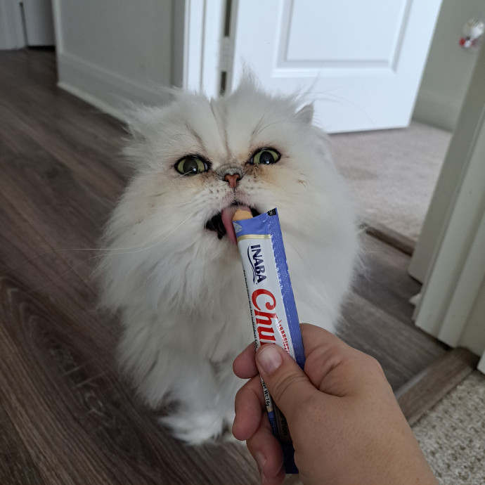 Can I Pet Your Cat