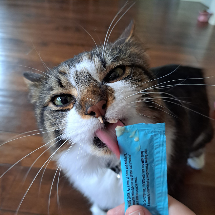Can I Pet Your Cat