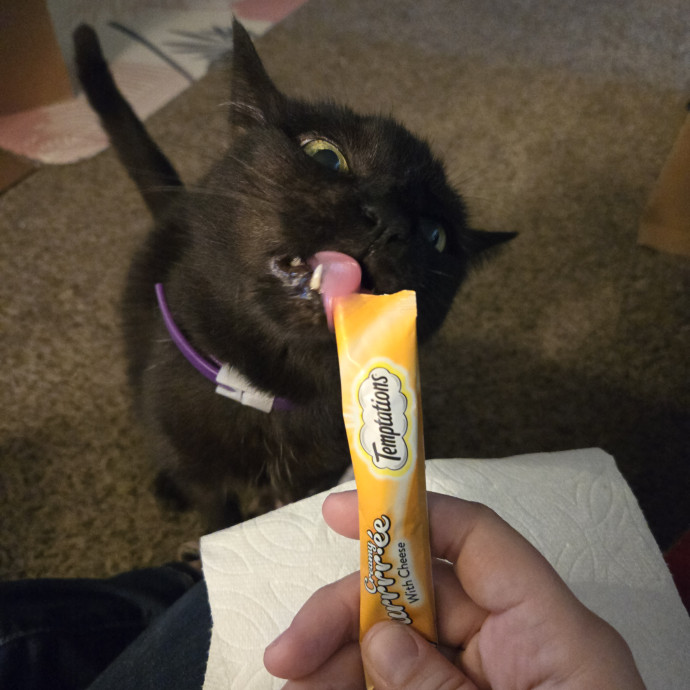 Can I Pet Your Cat