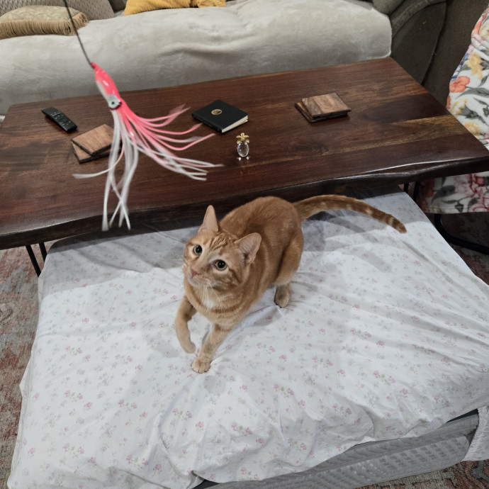 Can I Pet Your Cat