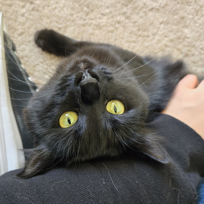 Can I Pet Your Cat