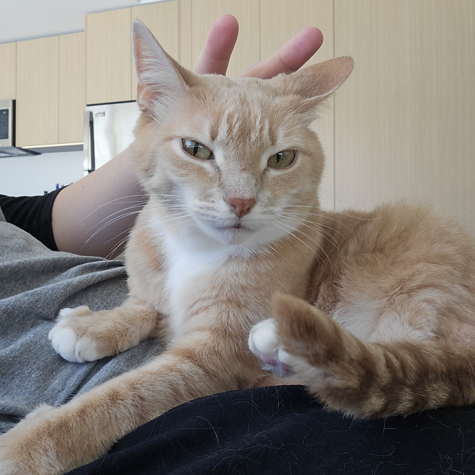 Can I Pet Your Cat photo 2
