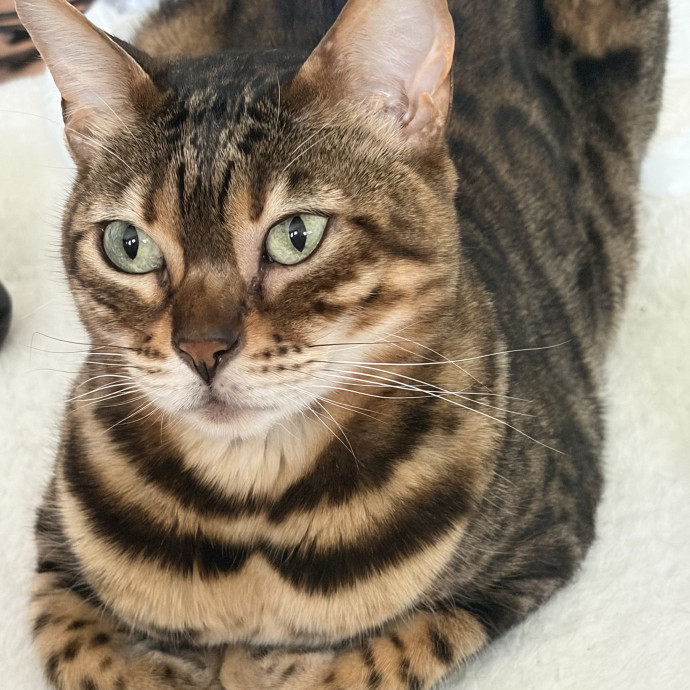 Show Me Your Kitties