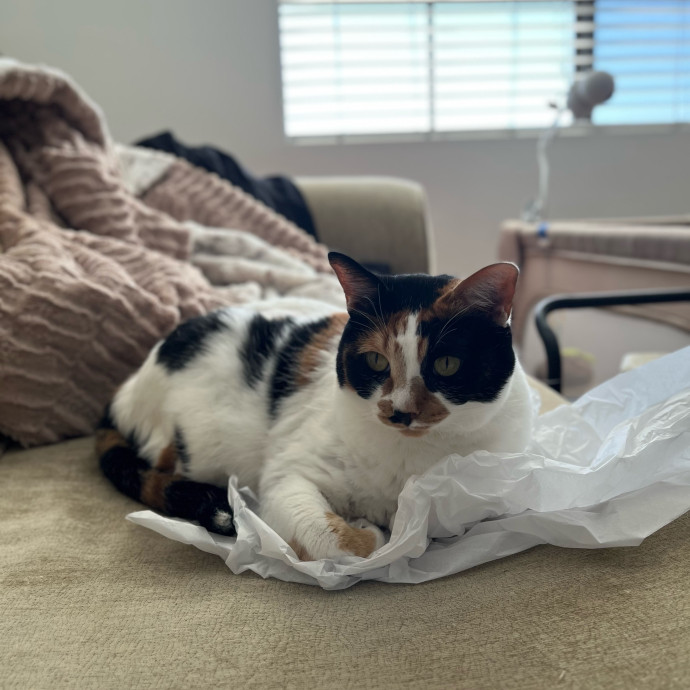 Your Cat's Cozy Companion