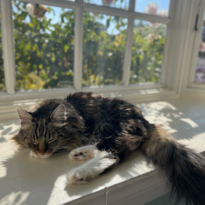 Your Cat's Cozy Companion