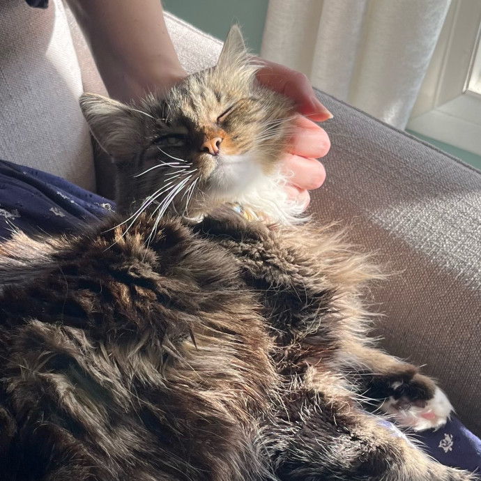 Your Cat's Cozy Companion