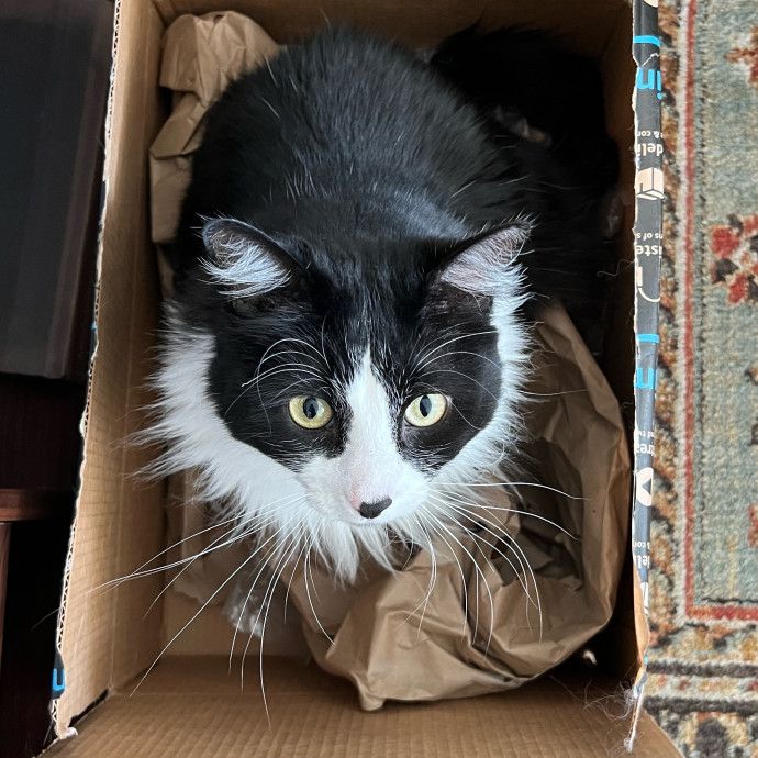 Your Cat's Cozy Companion photo 3