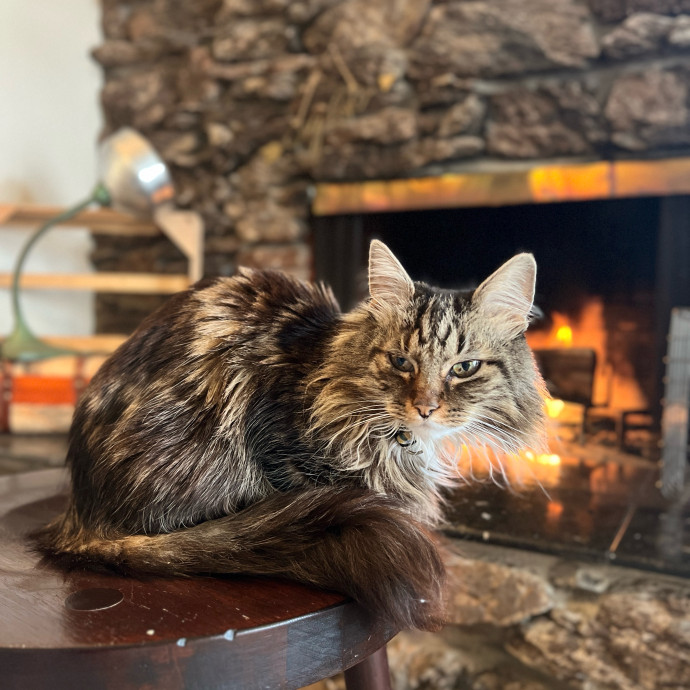Your Cat's Cozy Companion photo 2
