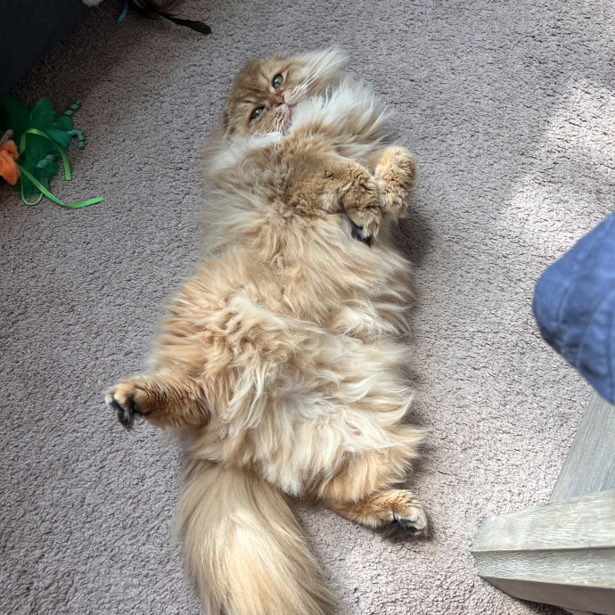 Whisker Watch Cat Care photo 3